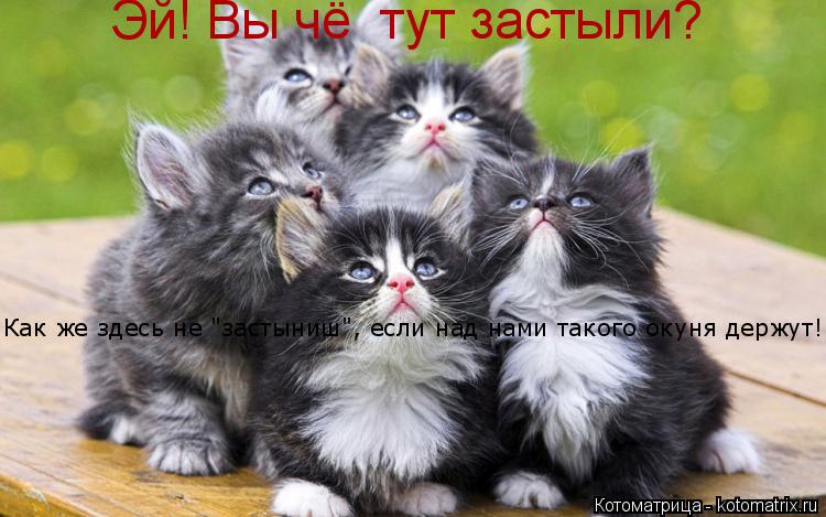 Котоматрица: Эй! Вы чё  тут застыли? Как же здесь не "застыниш", если над нами такого окуня держут!
