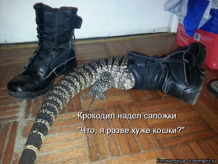 Крокодил надел сапожки "Что, я разве хуже кошки?"... Котоматрица: Крокодил надел сапожки "Что, я разве хуже кошки?"