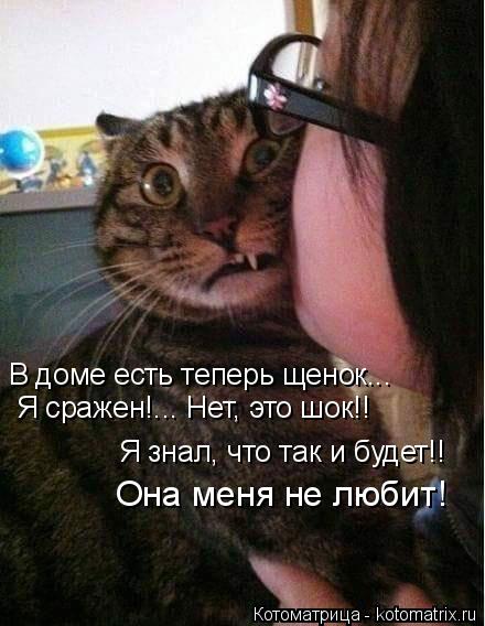 Котоматрица: В доме есть теперь щенок... Я сражен!... Нет, это шок!! Я знал, что так и будет!! Она меня не любит!
