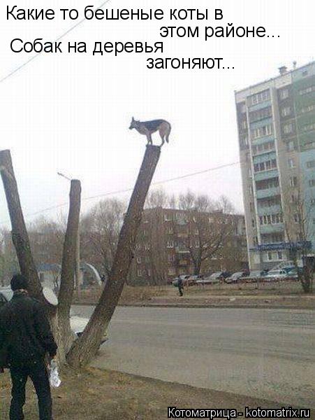 Котоматрица: Какие то бешеные коты в  этом районе... Собак на деревья  загоняют...