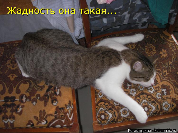 Жадность она такая...... Котоматрица: Жадность она такая...