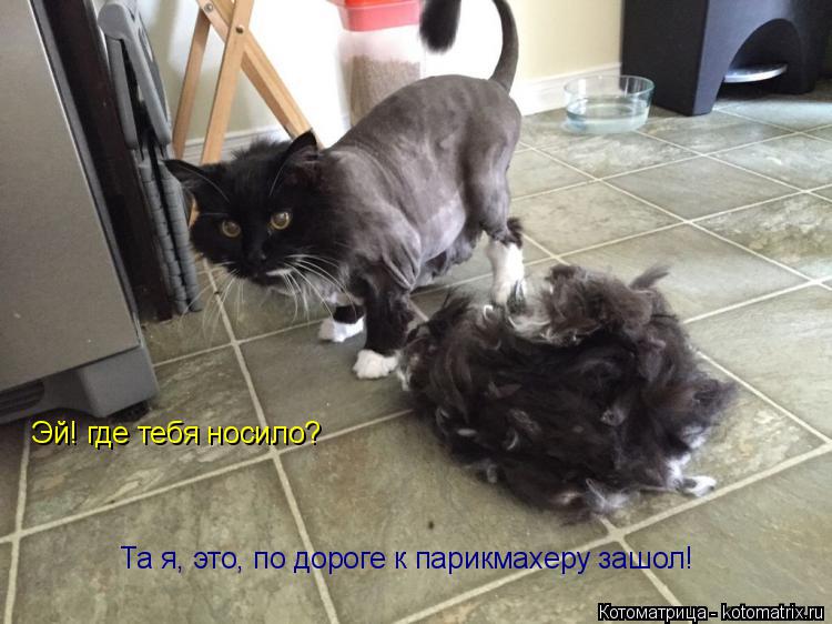 Котоматрица: Эй! где тебя носило? Эй! где тебя носило? Та я, это, по дороге к парикмахеру зашол!
