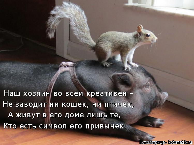 Котоматрица: Наш хозяин во всем креативен - Не заводит ни кошек, ни птичек, А живут в его доме лишь те, Кто есть символ его привычек!