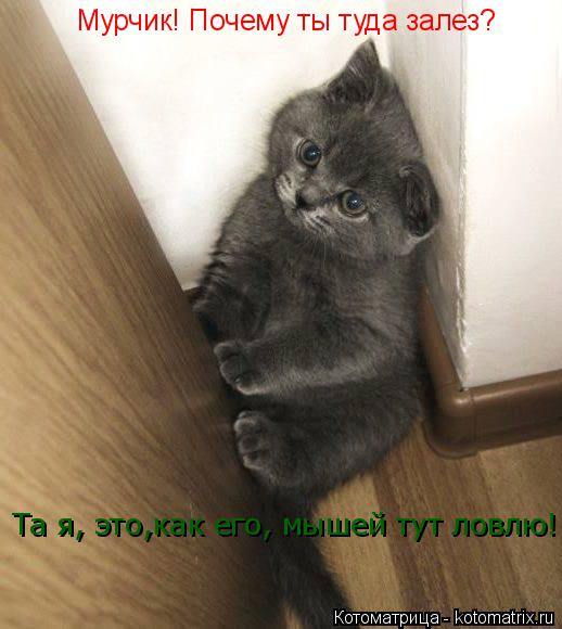 Котоматрица: Мурчик! Почему ты туда залез? Мурчик! Почему ты туда залез? Та я, это,как его, мышей тут ловлю! Та я, это,как его, мышей тут ловлю! Та я, это,как ег