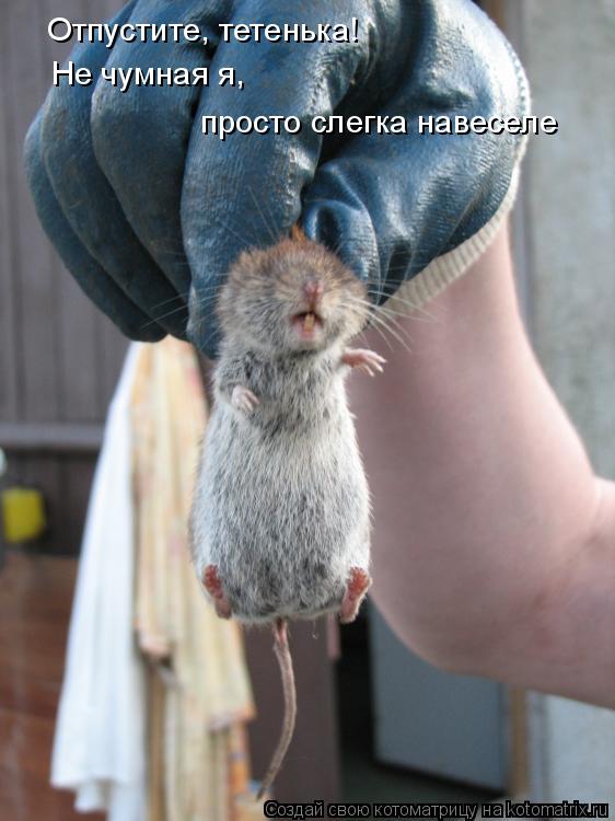 Отпустите, тетенька! Не чумная я, просто слегка навеселе... Котоматрица: Отпустите, тетенька! Не чумная я, просто слегка навеселе