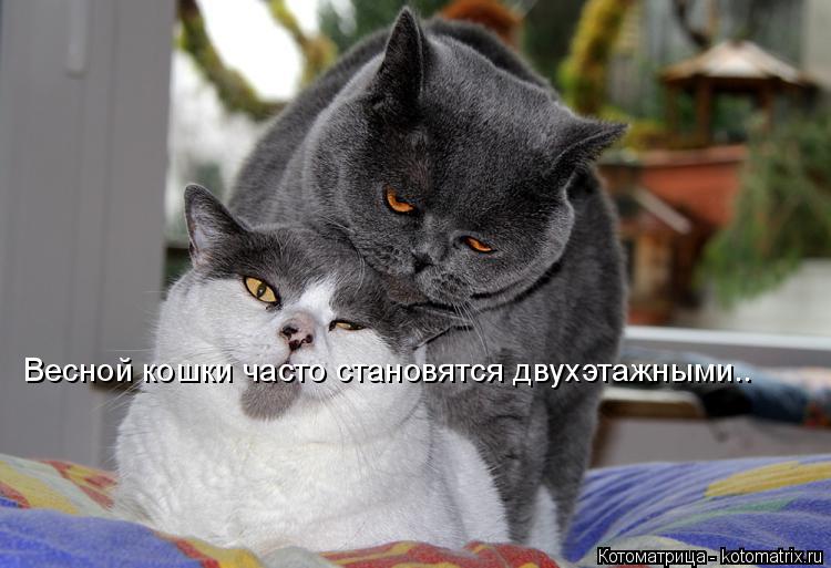 Весной кошки часто становятся двухэтажными..... Котоматрица: Весной кошки часто становятся двухэтажными..