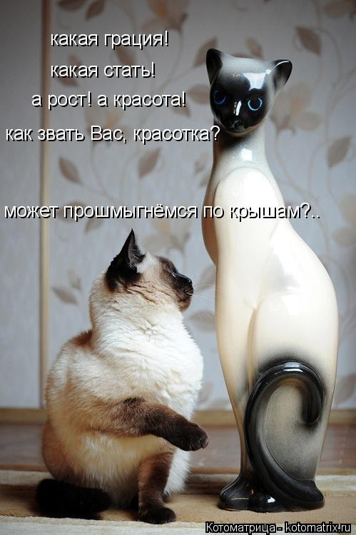 Котоматрица: какая грация! какая стать! а рост! а красота! как звать Вас, красотка? может прошмыгнёмся по крышам?..
