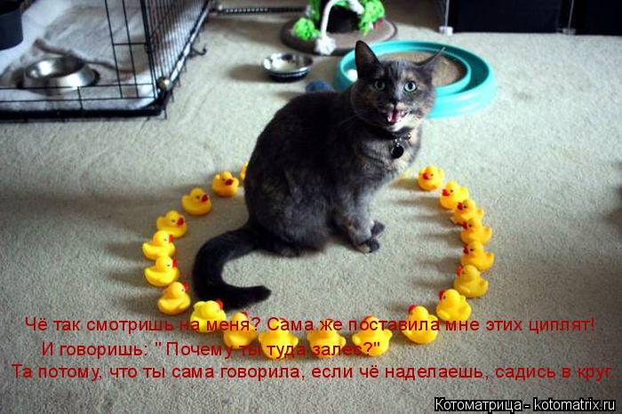 Котоматрица: Чё так смотришь на меня? Сама же поставила мне этих циплят!   Чё так смотришь на меня? Сама же поставила мне этих циплят!   И говоришь: " Почему 