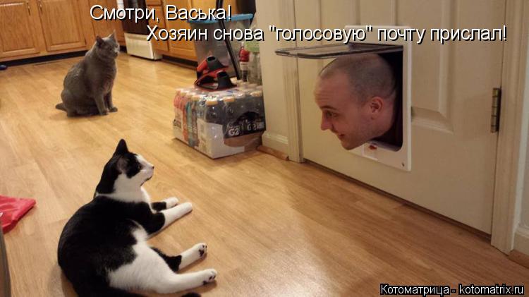 Смотри, Васька! Хозяин снова "голосовую" почту прислал!... Котоматрица: Смотри, Васька! Хозяин снова "голосовую" почту прислал!