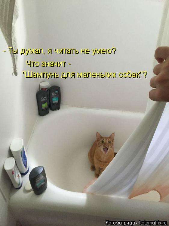 Котоматрица: - Ты думал, я читать не умею? Что значит -  "Шампунь для маленьких собак"?