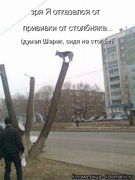 зря Я отказался от прививки от столбняка... (думал Шарик, сидя на столбе)... Котоматрица: зря Я отказался от прививки от столбняка... (думал Шарик, сидя на столбе)