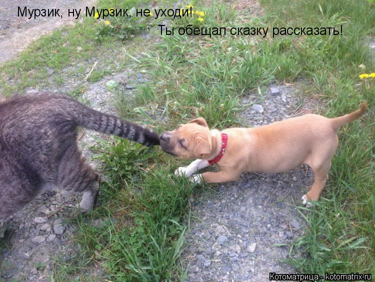 Котоматрица: Мурзик, ну Мурзик, не уходи! Ты обещал сказку рассказать!