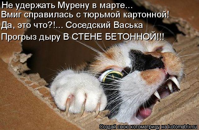 Не удержать Мурену в марте... Вмиг справилась с тюрьмой картонной! Да, это что?!... Соседский Васька ... Котоматрица: Не удержать Мурену в марте... Вмиг справилась с тюрьмой картонной! Да, это что?!... Соседский Васька Прогрыз дыру В СТЕНЕ БЕТОННОЙ!!!