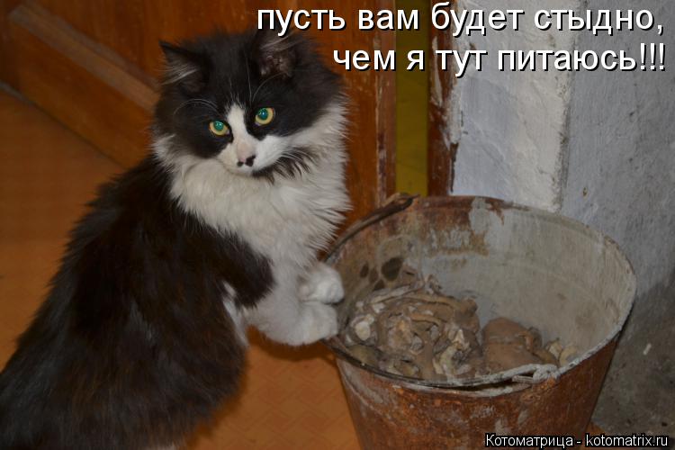 пусть вам будет стыдно, чем я тут питаюсь!!!... Котоматрица: пусть вам будет стыдно, чем я тут питаюсь!!!