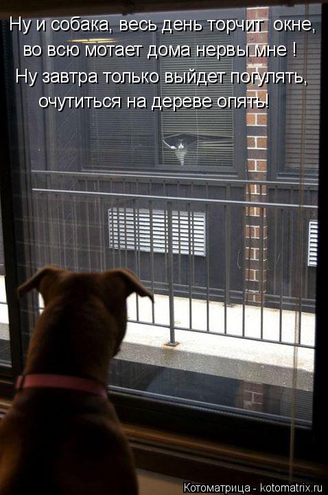 Ну завтра только выйдет погулять, очутиться на дереве опять! во всю мотает дома нервы мне ! Ну и соба... Котоматрица: Ну завтра только выйдет погулять, очутиться на дереве опять! во всю мотает дома нервы мне ! Ну и собака, весь день торчит окне,