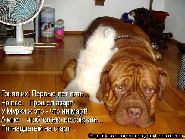 Котоматрица: Но все... Прошел азарт. У Мурки ж это - что ни март! А мне... чтоб только не соврать... Гонял их! Первые лет пять... Пятнадцатый на старт...
