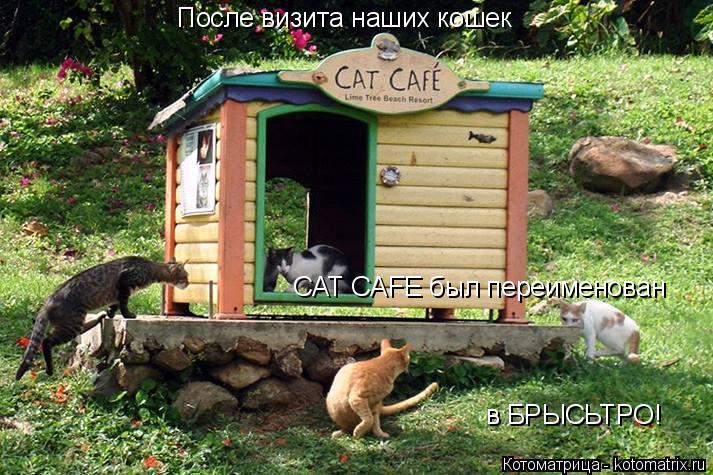 Котоматрица: После визита наших кошек в БРЫСЬТРО! CAT CAFE был переименован