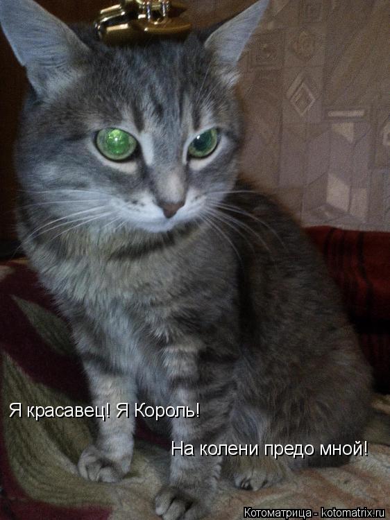 Котоматрица: Я красавец! Я Король!  На колени предо мной!