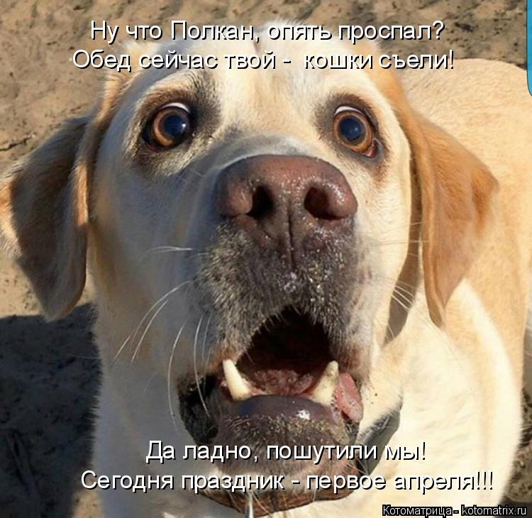 Ну что Полкан, опять проспал? Да ладно, пошутили мы! Сегодня праздник - первое апреля!!! Обед сейчас ... Котоматрица: Ну что Полкан, опять проспал? Да ладно, пошутили мы! Сегодня праздник - первое апреля!!! Обед сейчас твой - кошки съели!