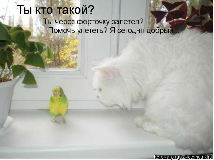 Котоматрица: Ты кто такой? Ты через форточку залетел? Помочь улететь? Я сегодня добрый...