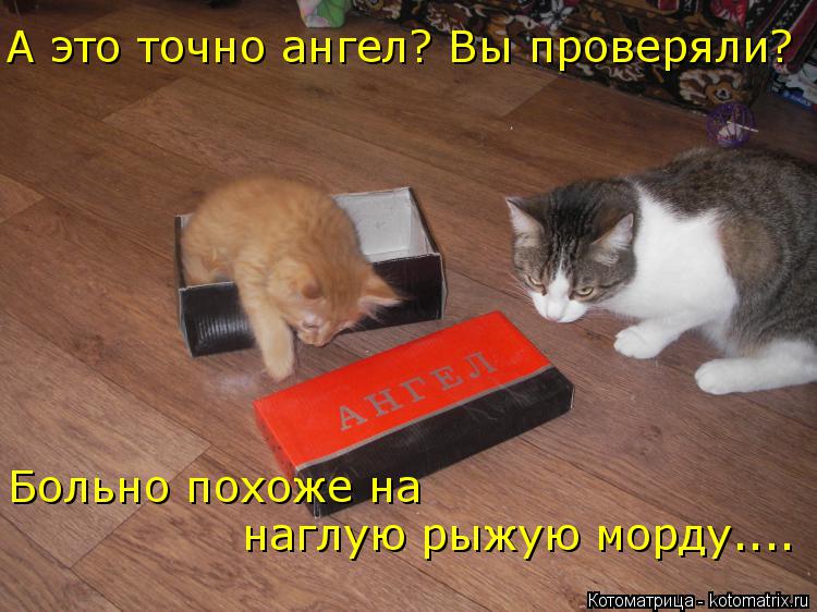 Котоматрица: А это точно ангел? Вы проверяли? Больно похоже на  наглую рыжую морду....