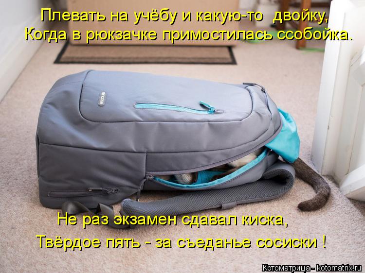 Плевать на учёбу и какую-то двойку, Когда в рюкзачке примостилась ссобойка. Не раз экзамен сдавал ки... Котоматрица: Плевать на учёбу и какую-то двойку, Когда в рюкзачке примостилась ссобойка. Не раз экзамен сдавал киска, Твёрдое пять - за съеданье сосиски !