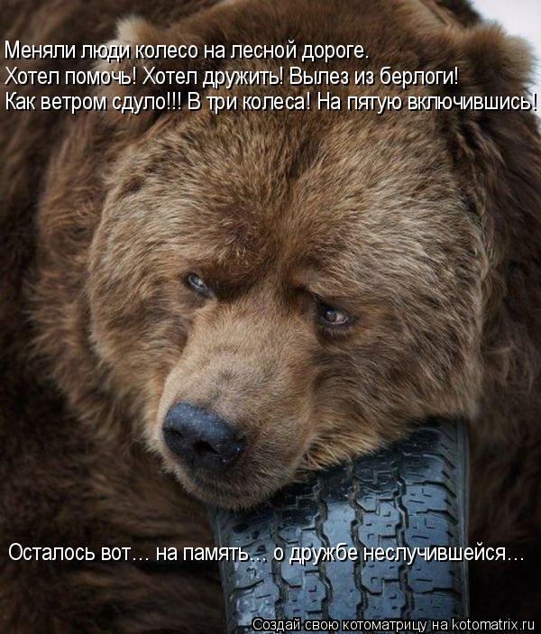 Котоматрица: Меняли люди колесо на лесной дороге. Хотел помочь! Хотел дружить! Вылез из берлоги! Как ветром сдуло!!! В три колеса! На пятую включившись! Ост