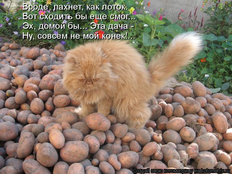 Вроде, пахнет, как лоток. Вот сходить бы еще смог... Эх, домой бы... Эта дача - Ну, совсем не мой ко... Котоматрица: Вроде, пахнет, как лоток. Вот сходить бы еще смог... Эх, домой бы... Эта дача - Ну, совсем не мой конек!...
