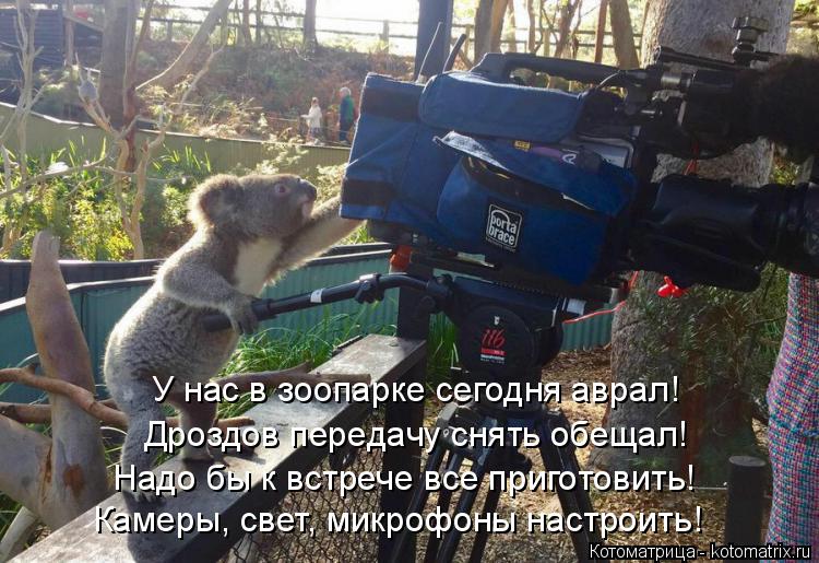 Котоматрица: У нас в зоопарке сегодня аврал! Дроздов передачу снять обещал! Надо бы к встрече все приготовить! Камеры, свет, микрофоны настроить!