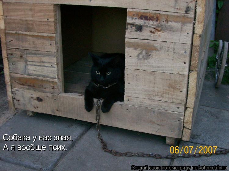 Котоматрица: Собака у нас злая, А я вообще псих.