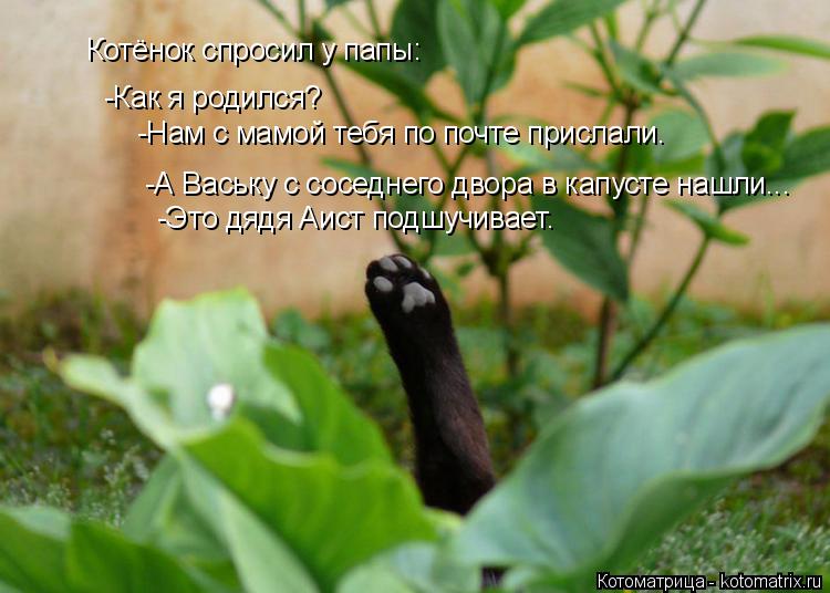 Котоматрица: Котёнок спросил у папы: -Как я родился? -А Ваську с соседнего двора в капусте нашли... -Нам с мамой тебя по почте прислали. -Это дядя Аист подшуч