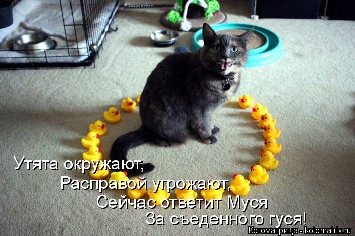 Котоматрица: Утята окружают, Расправой угрожают, Сейчас ответит Муся За съеденного гуся!