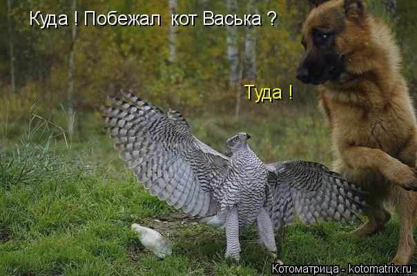 Куда ! Побежал кот Васька ? Туда !... Котоматрица: Куда ! Побежал кот Васька ? Туда !