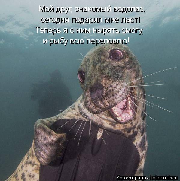 Котоматрица: Мой друг, знакомый водолаз, сегодня подарил мне ласт! Теперь я с ним нырять смогу, и рыбу всю переловлю!