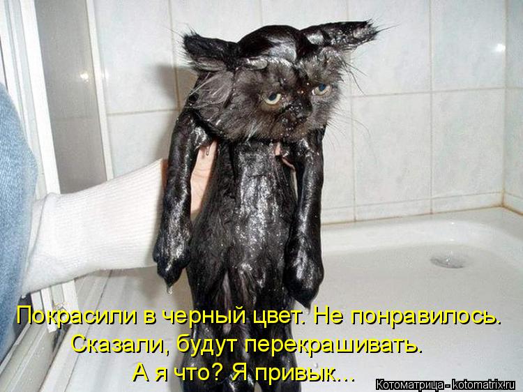 Покрасили в черный цвет. Не понравилось. Сказали, будут перекрашивать. А я что? Я привык...... Котоматрица: Покрасили в черный цвет. Не понравилось. Сказали, будут перекрашивать. А я что? Я привык...
