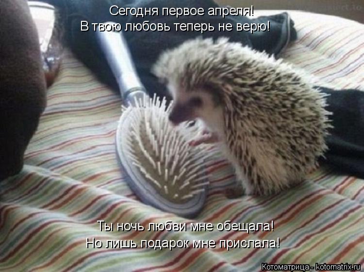 Котоматрица: В твою любовь теперь не верю! Ты ночь любви мне обещала! Сегодня первое апреля! Но лишь подарок мне прислала!