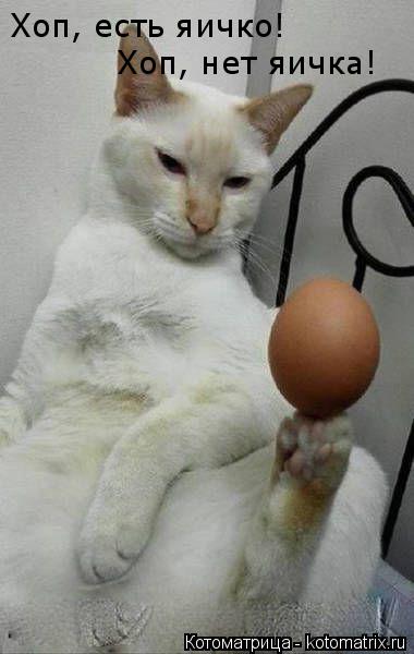 Хоп, есть яичко! Хоп, нет яичка!... Котоматрица: Хоп, есть яичко! Хоп, нет яичка!