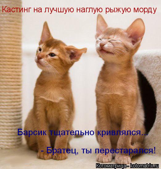 Кастинг на лучшую наглую рыжую морду Барсик тщательно кривлялся... - Братец, ты перестарался!... Котоматрица: Кастинг на лучшую наглую рыжую морду Барсик тщательно кривлялся... - Братец, ты перестарался!