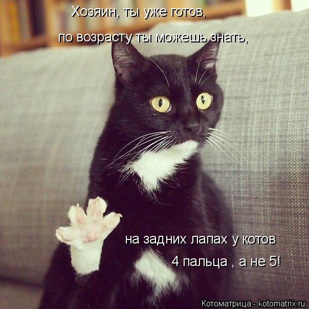 Хозяин, ты уже готов, по возрасту ты можешь знать, на задних лапах у котов 4 пальца , а не 5!... Котоматрица: Хозяин, ты уже готов, по возрасту ты можешь знать, на задних лапах у котов 4 пальца , а не 5!