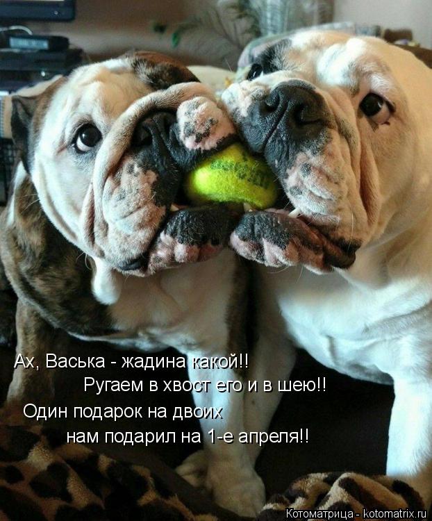 Ах, Васька - жадина какой!! Ругаем в хвост его и в шею!! Один подарок на двоих нам подарил на 1-е апр... Котоматрица: Ах, Васька - жадина какой!! Ругаем в хвост его и в шею!! Один подарок на двоих нам подарил на 1-е апреля!!