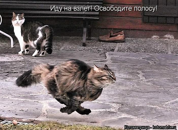 Котоматрица: Иду на взлет! Освободите полосу!
