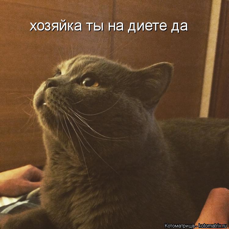 Котоматрица: хозяйка ты на диете да