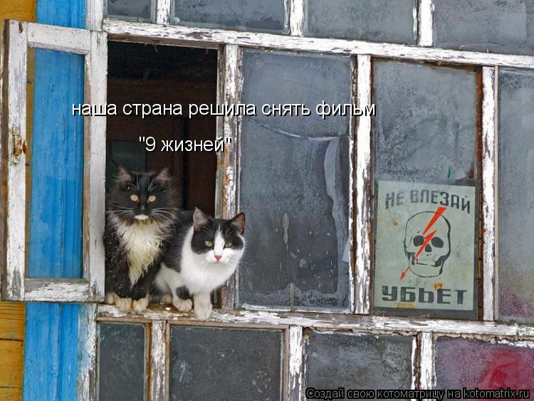 Котоматрица: наша страна решила снять фильм "9 жизней"