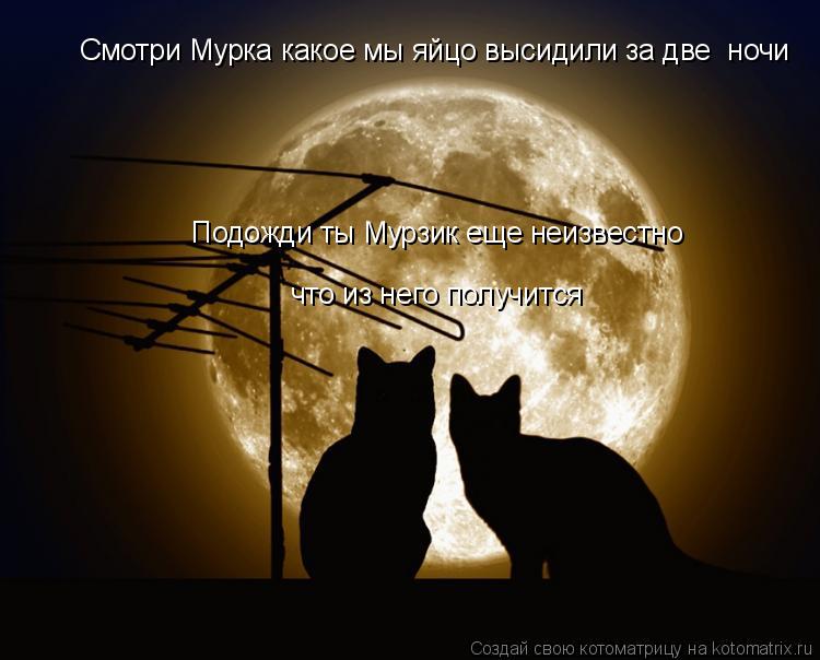 Смотри Мурка какое мы яйцо высидили за две ночи Подожди ты Мурзик еще неизвестно что из него получи... Котоматрица: Смотри Мурка какое мы яйцо высидили за две ночи Подожди ты Мурзик еще неизвестно что из него получится