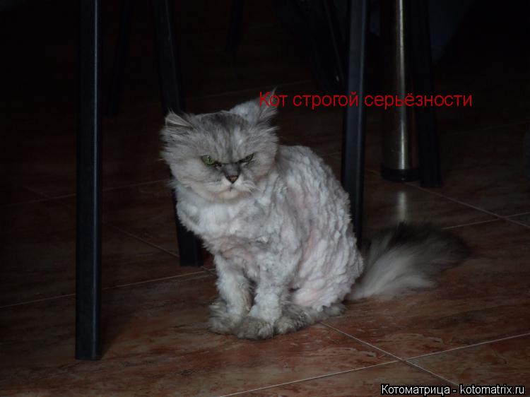 Котоматрица: Кот строгой серьёзности