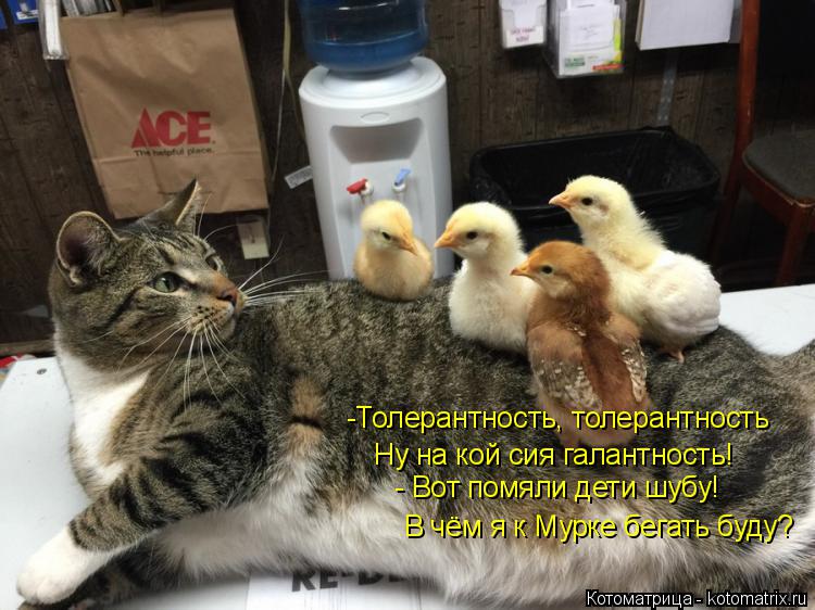 Котоматрица: -Толерантность, толерантность Ну на кой сия галантность! В чём я к Мурке бегать буду? - Вот помяли дети шубу!