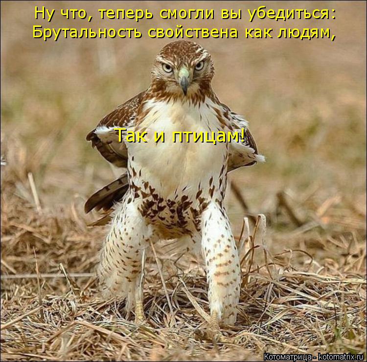 Котоматрица: Ну что, теперь смогли вы убедиться: Брутальность свойствена как людям, Так и птицам!