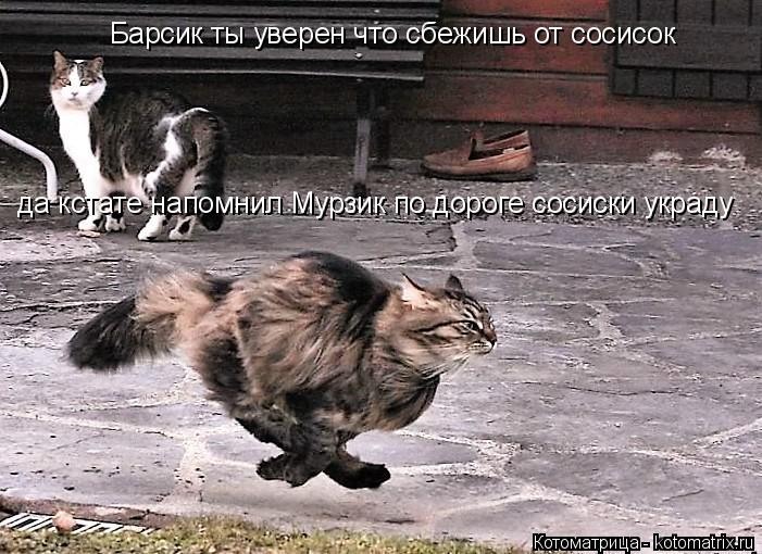 Котоматрица: да кстате напомнил Мурзик по дороге сосиски украду Барсик ты уверен что сбежишь от сосисок
