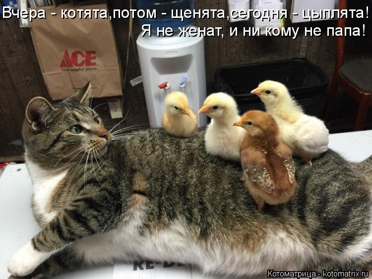 Котоматрица: Вчера - котята,потом - щенята,сегодня - цыплята! Я не женат, и ни кому не папа!