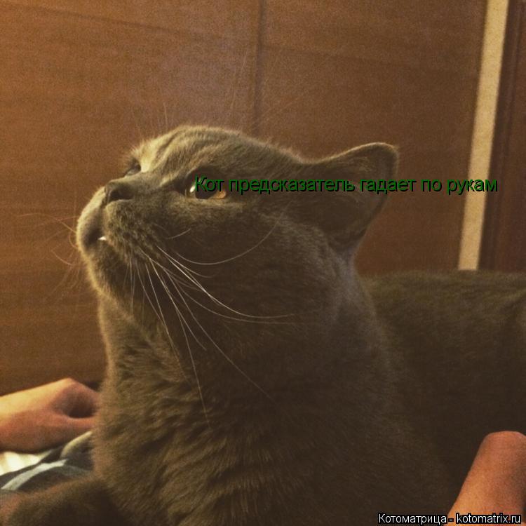 Котоматрица: Кот предсказатель гадает по рукам